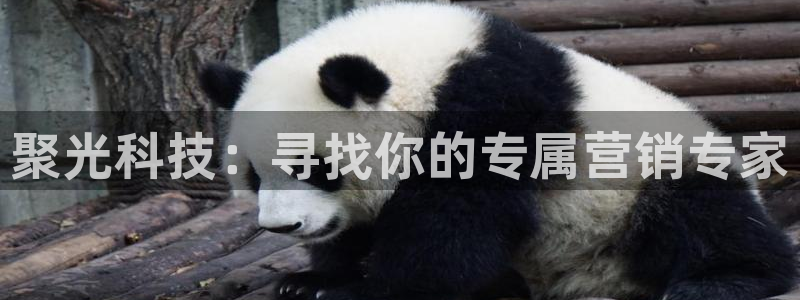 金年会平台是黑网还是白网